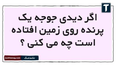 اگر دیدی جوجه یک پرنده روی زمین افتاده است چه می کنی فارسی اول
