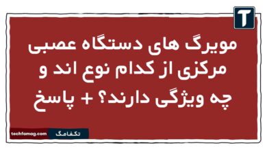 مویرگ های دستگاه عصبی مرکزی از کدام نوع اند و چه ویژگی دارند + پاسخ