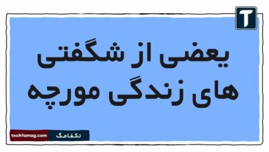 یعضی از شگفتی های زندگی مورچه فارسی هشتم