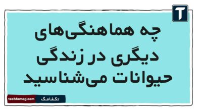 چه هماهنگی‌های دیگری در زندگی حیوانات می‌شناسید