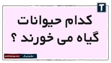 کدام حیوانات گیاه می خورند