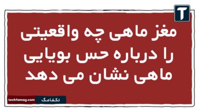 مغز ماهی چه واقعیتی را درباره حس بویایی ماهی نشان می دهد زیست یازدهم