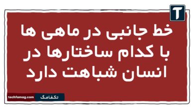 خط جانبی در ماهی ها با کدام ساختارها در انسان شباهت دارد