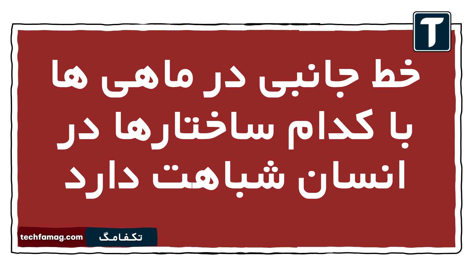 خط جانبی در ماهی ها با کدام ساختارها در انسان شباهت دارد