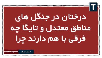 درختان در جنگل های مناطق معتدل و تایگا چه فرقی با هم دارند چرا